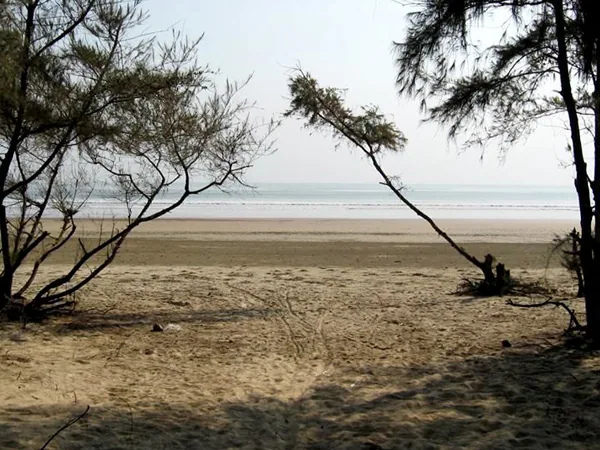 Tajpur Beach viewed through the Casuarina trees