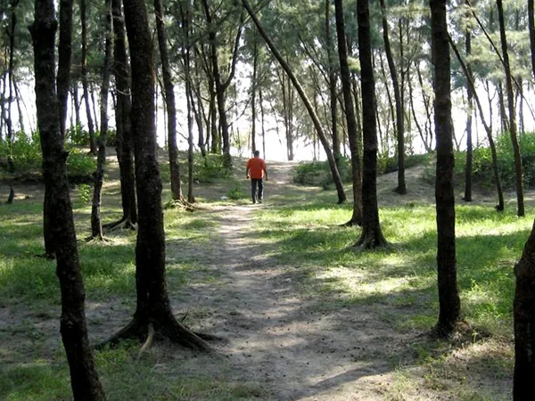 Person walking through pine forest toward the beach